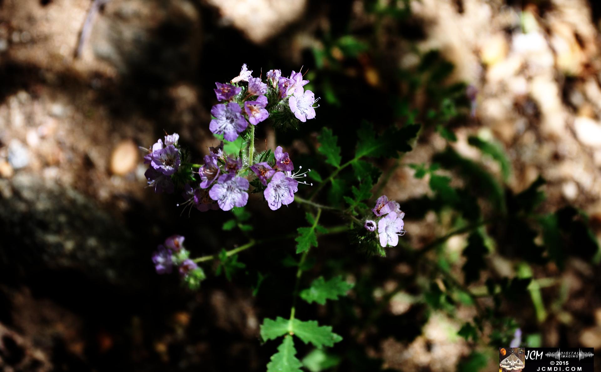 Whitney Canyon Hike pink flowers